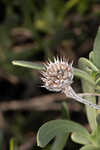 Bushy seaside tansy